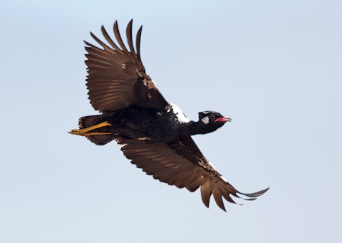 Southern Black Korhaan male in flight